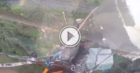 When you're a lumberjack, it helps if you don't look down! (Video)