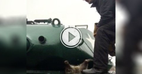 Raccoon gets stuck in tank