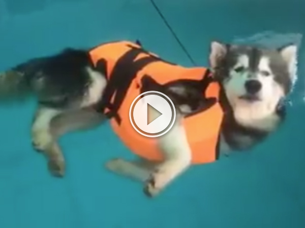 Dog takes swimming lessons, fails adorably