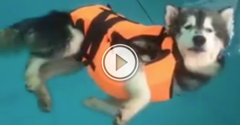 Dog takes swimming lessons, fails adorably