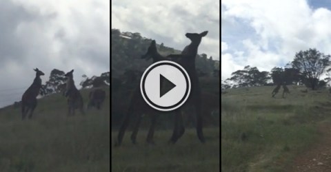 Australian hilariously narrates kangaroo fight (Video)