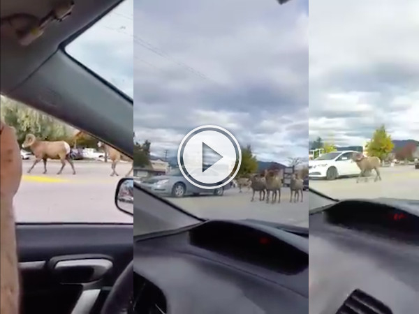 Move along it's just a traffic jam in the B.C. mountains... (Video)