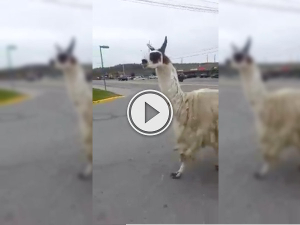 Sudbury Llama decides to exercise; takes a jog to Tim Hortons (Video)