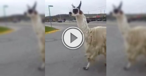 Sudbury Llama decides to exercise; takes a jog to Tim Hortons (Video)