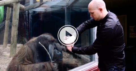 Magician performs mind blowing magic trick for Orangutan