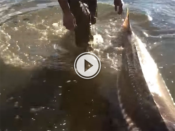 Release of a massive sturgeon into Fraser River (Video)
