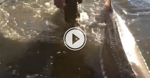 Release of a massive sturgeon into Fraser River (Video)