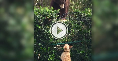 Ting dogs don't fear Grizzly bear (Video)