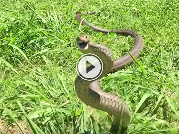 Brown Snake's incredible defensive display (Video)