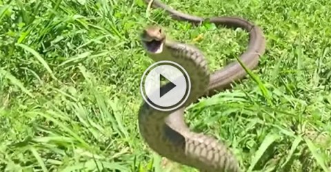 Brown Snake's incredible defensive display (Video)