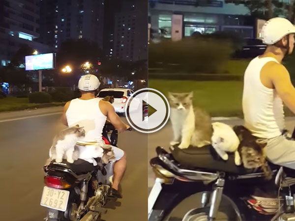 Four cats catching a ride on a moped (Video)