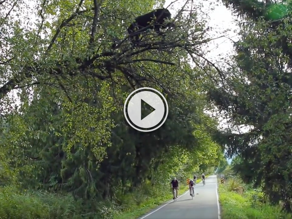 There's a bear just chilling above the route of this bike race! (Video)