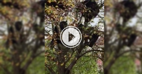Oh this is nothing.. just a mom bear and her cubs getting some apples! (Video)