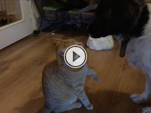 It's a Mexican, no wait, Mexi-cat standoff! (Video)