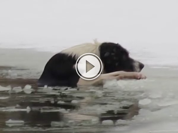 Russian man rescues dog from frozen pond