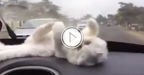 Kitty's keeping calm and watching the windshield wipers! (Video)