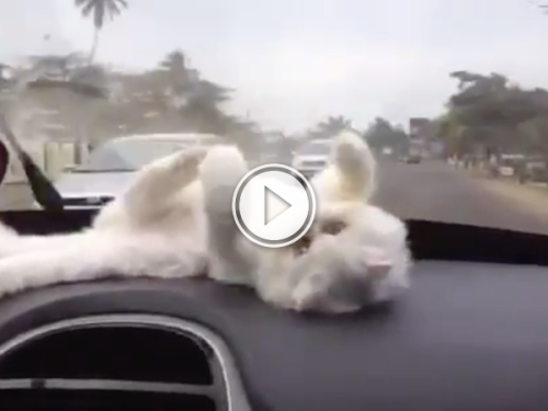 Kitty's keeping calm and watching the windshield wipers! (Video)