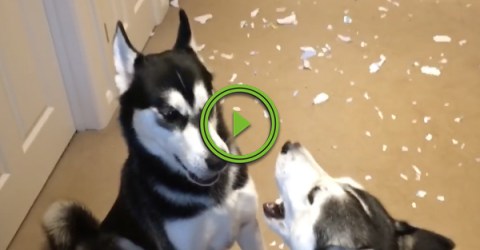 Two dogs argue over who made the mess (Video)