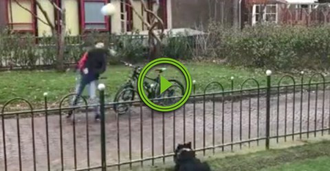 Dog tricks people into playing fetch