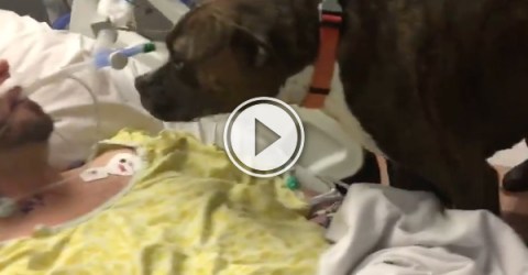 Dog gives owner an emotional final goodbye at his hospital bedside