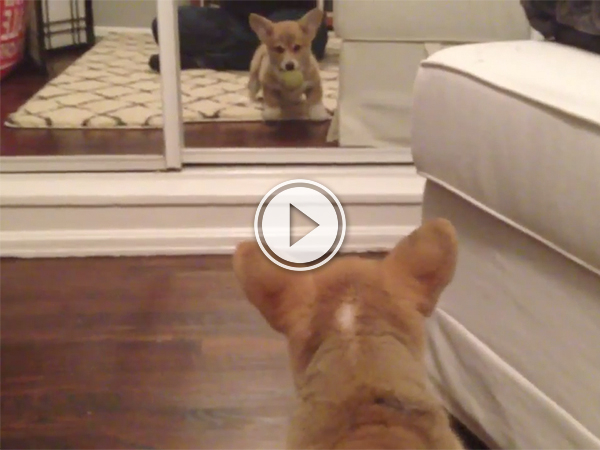 Puppy sees reflection for first (and last?) time