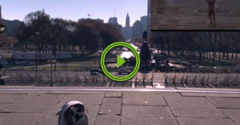 Adorable Bulldog Recreates Rock Scene (Video)