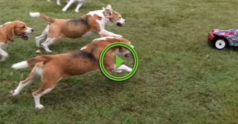 Beagles play with remote control car in backyard