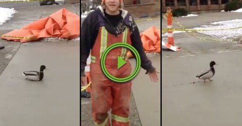 Duck ruins wet concrete much to the dismay of workers (Video)