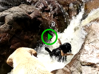 Dog saves another dog from getting swept down stream (Video)