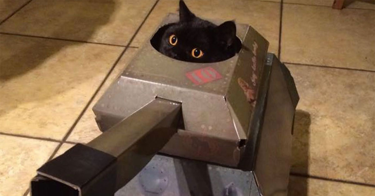 Company makes cardboard vehicles for cats (6 Photos)