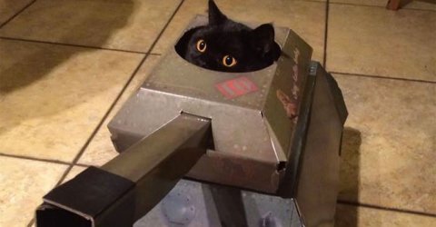 Company makes cardboard vehicles for cats (6 Photos)