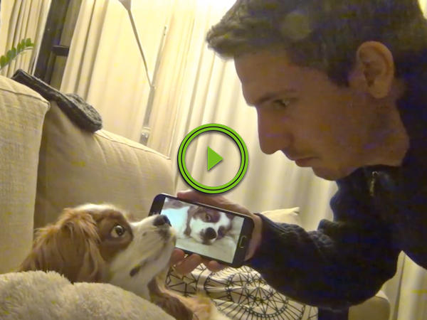 Dude records his dog snoring, and uses it to wake his dog (Video)