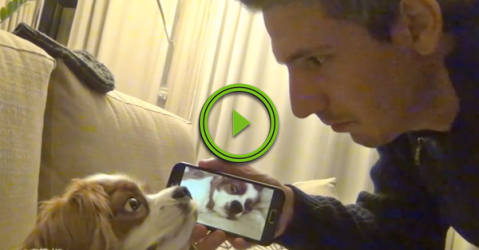Dude records his dog snoring, and uses it to wake his dog (Video)