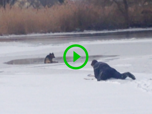 Man rescues dog from frozen lake (Video)