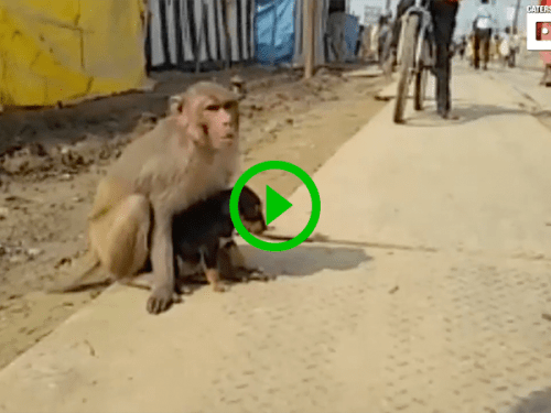 Adorable monkey adopts puppy