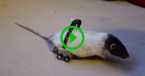 Man builds wheelchair for his pet rat (Video)