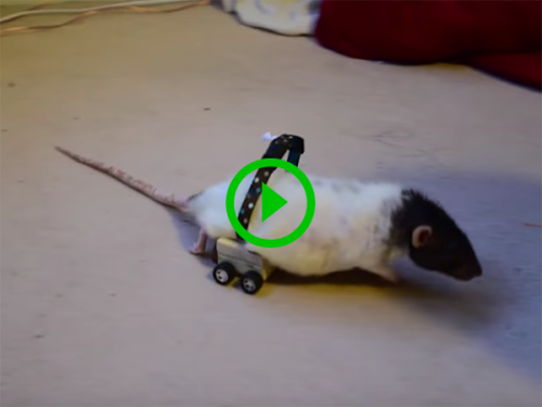 Man builds wheelchair for his pet rat (Video)