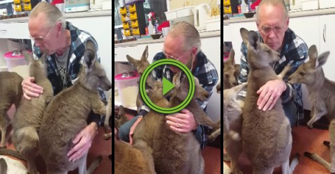 Kangaroos at an animal shelter try to hug caretaker