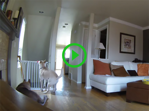 A dog falls down the stairs after trying to jump over railguard