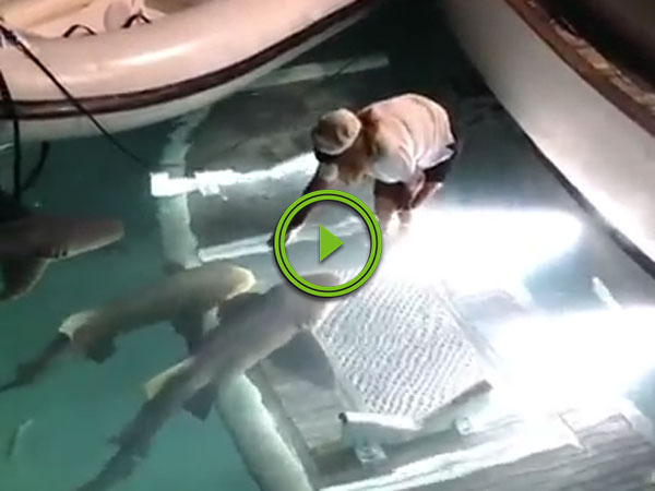 Sharks get petted by someone in a yacht (Video)