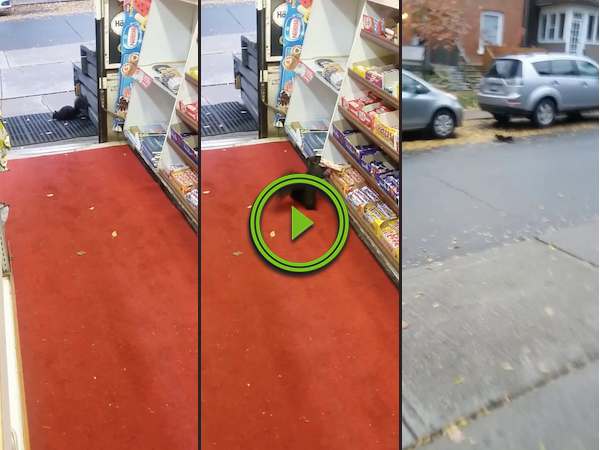 Squirrel's trying to make it through winter with chocolate (Video)