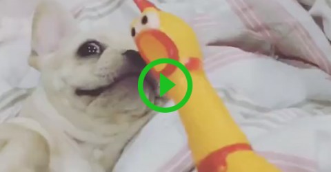 French Bulldog howls along with rubber duck (Video)