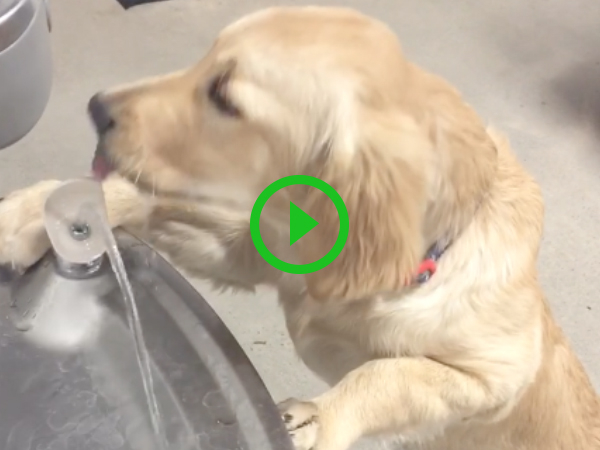 Golden retriever puppy takes drink from water fountain (Video)