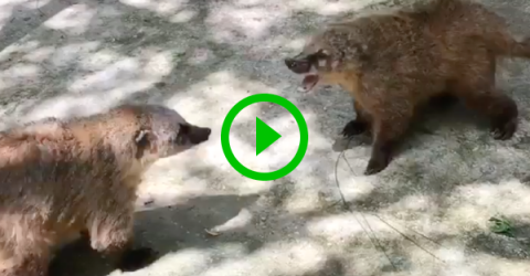 Two Russian Nosuhs have an adorable argument (Video)