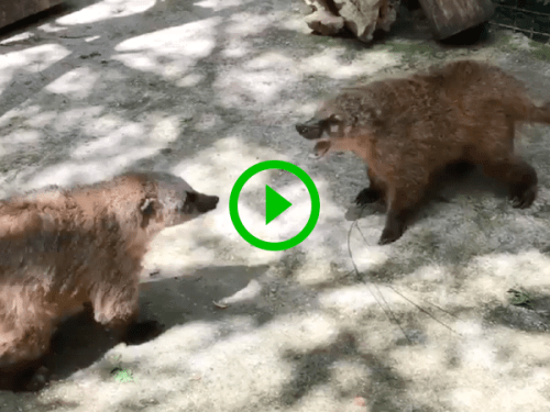 Two Russian Nosuhs have an adorable argument (Video)