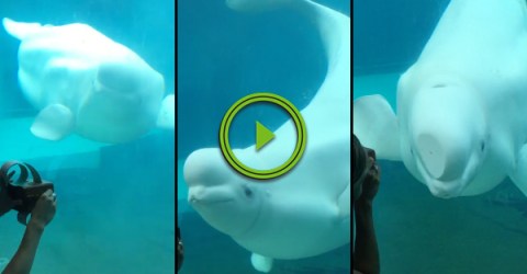 Adorable baby beluga whale dances to music box (Video)