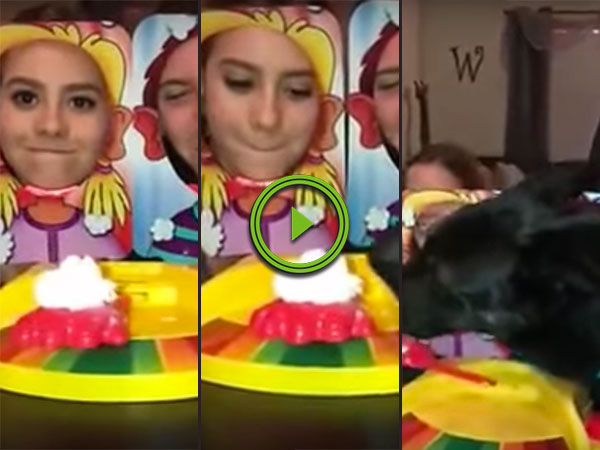 Dog steals cream in pie face game (Video)