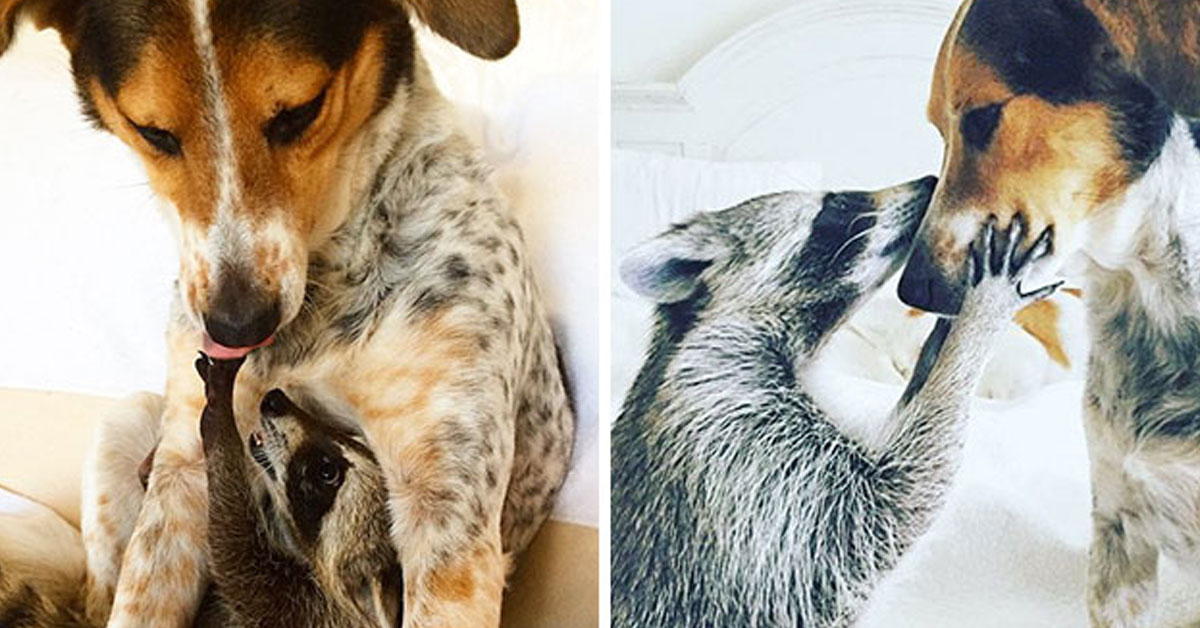 Comparison of animals growing up together are adorable (28 Photos)