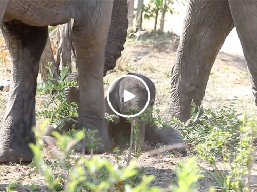 Adorable elephant learning to "walk"