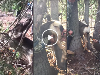 Deer freed from between two trees by hunters (Video)